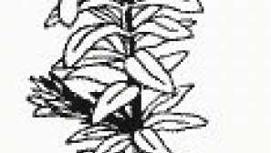 Eldy barge - elodea densa sasp