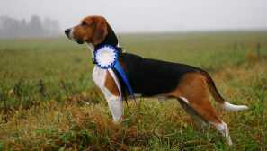 Естонски и руски pegaya hound: разлики