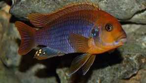 Iodotrophus: съдържание, грижи, развъждане, съвместимост, снимка, описание