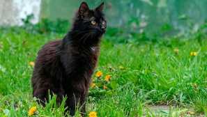 Йорк шоколадов котка - пухкава симпатка от ню йорк