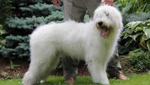 Южен руски овчар - незаслужено забравена перла на животновъдството