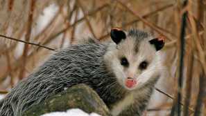 Южен опостум