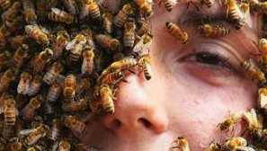 Какво мечтае osa или пчелна интерпретация на мечтите, как да прочетете мечтите