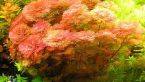 Kabomba water kabomb carolinskaya kabesba reddan