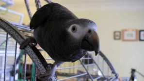 Как моята приятелка спаси папагал от лоши собственици