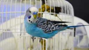 Как объркахме папагалите и онова, което излезе от него