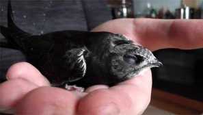 Как спасихме прическата