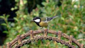 Както в саций седи