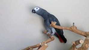 Тъй като папагал бивш обиди новото ми момиче