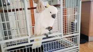 Като папагал от клетката избягал