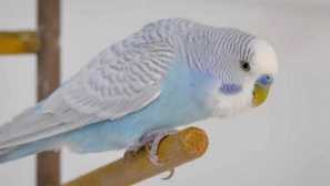 Как един папагал се сприятелява с котка