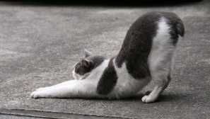 Как се притискат котките