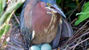 Как се размножава птиците