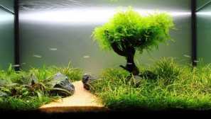 Как растат в аквариумните растения?