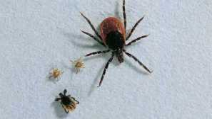 Как да умножим кърлежите на етапа на развитие и функции