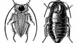 Колко хлебарки се умножават