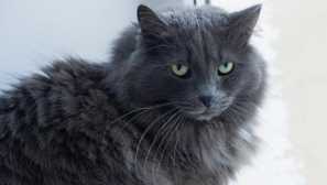 Като котка на съседа, за обиден хост