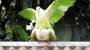 Как гълъбите падат, докато се размножават