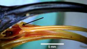 Как е подредена езика на колибри