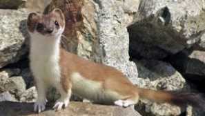 Какво изглежда малко животно или бял куникнт на снимка