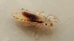 Как изглеждат сесиите, външен вид, възпроизвеждане, характеристики на паразитските видове