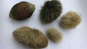 Как да се премахне буца вълна от стомаха в котката?