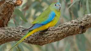 Как да живеем и какви билкови папагали изглеждат