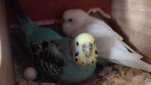 Как един зъл папагал получи репулс