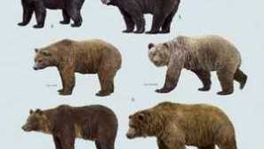 Какво представляват мненията за мечките и техния начин на живот