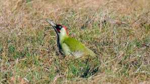 Какво са поставени в anthills