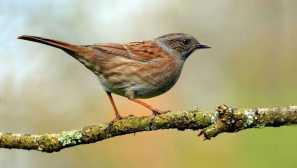 Какви насекоми се хранят с облаците