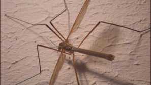 Какви насекоми ще попаднат в банята и как да се отърват от тях