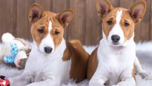 Какви породи не миришат