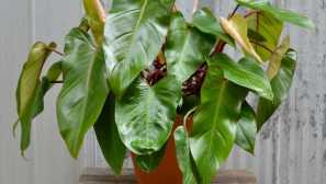 Какви растения са опасни за котките