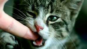 Какви инжекции правят човек след ухапване от котки: ваксинация срещу бяс