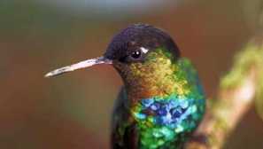 Какви врагове заплашват колибри в природата