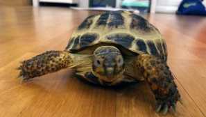 Какви животни ще привлекат финанси в дома ви