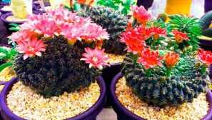 Кактус анемокалисиез