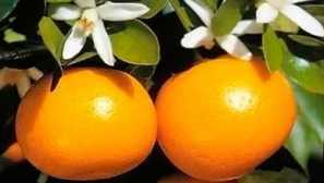 Каламондин. Домашни грижи