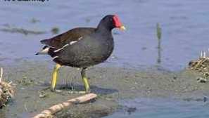 Камница - водно пиле или блато пиле: описание