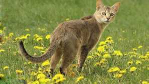 Тръстика котка