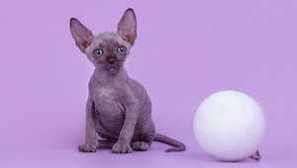 Канадски сфинкс - описание на котките