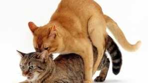 Капки, таблетки и други средства за котки по време на потока