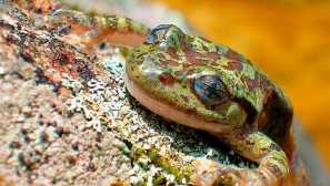 Капиан жаба