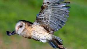 Кейп сипуха