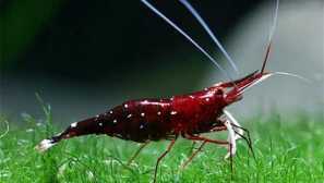 Кардинални скариди: съдържание, репродукция, описание, снимка