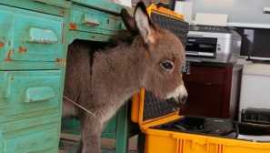 Джудже окей