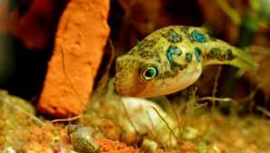 Джудже тетрадон