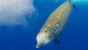 Кийт кривурил