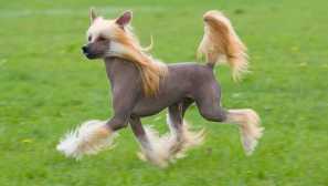 Китайско куче: история и характер